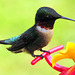 Ruby throated male hummingbird.