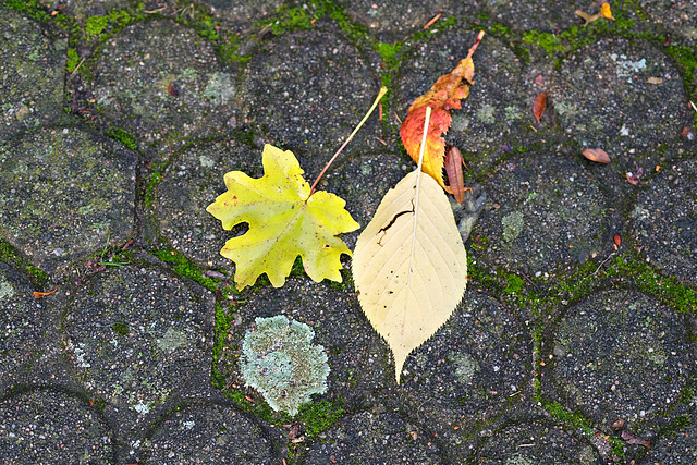 Herbstliche Komponenten