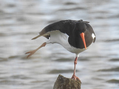 20180403 3358CPw [D~AUR] Austernfischer, Leybuchtsiel, Greetsiel