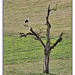 Storch auf altem Baum