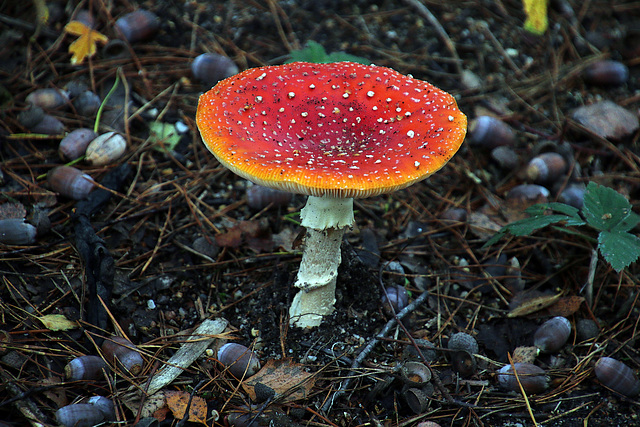 L'amanitia muscaria , non mortelle , juste une bonne chiasse avant ou après avoir dégobillé .,