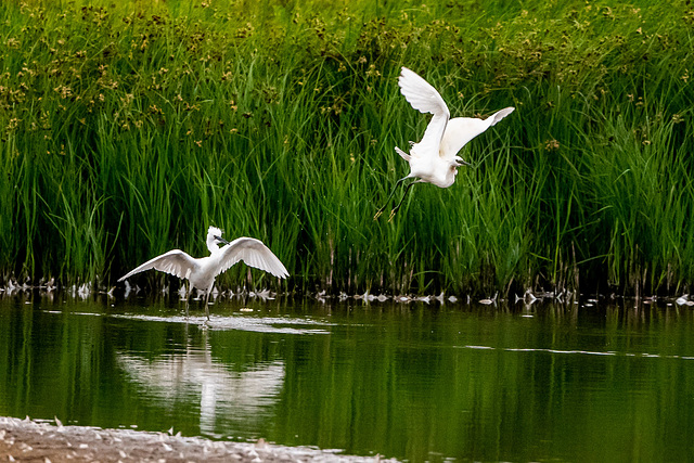 Little egrets