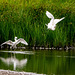 Little egrets