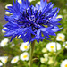 20220603 1210CPw [D~LIP] Kornblume (Centaurea cyanus), Balkonblumen, Bad Salzuflen