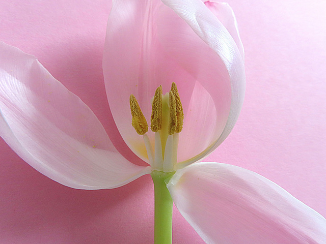 pink beauty