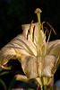 lily light and shadow 2