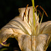 lily light and shadow 2