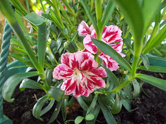 gdn[26] - Dianthus
