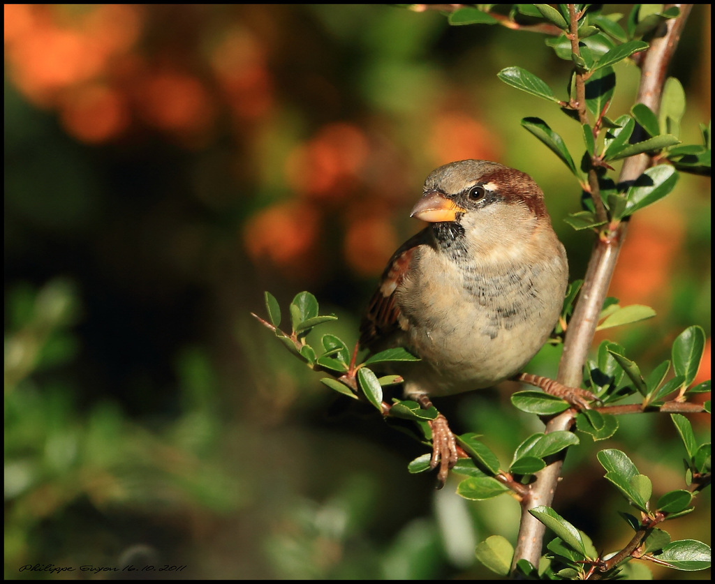 MOINEAU DOMESTIQUE