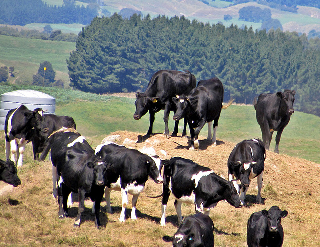 Cows Getting High.