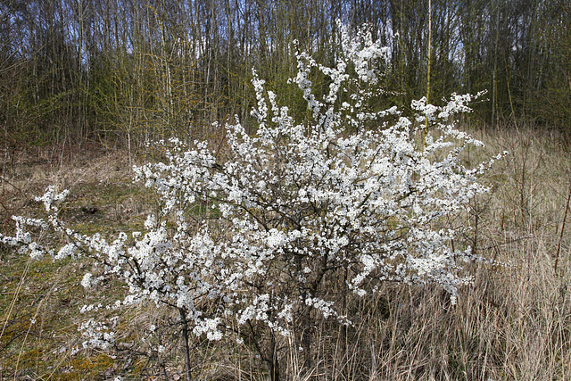 Prunellier