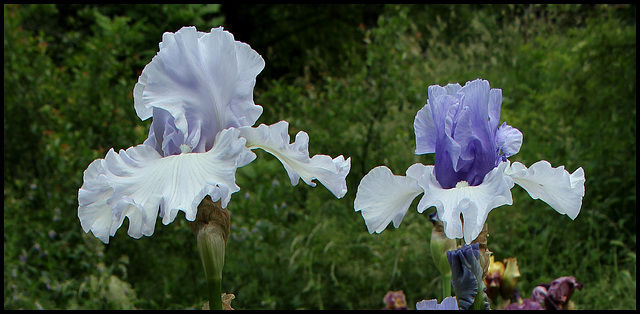 Duo d'iris anges
