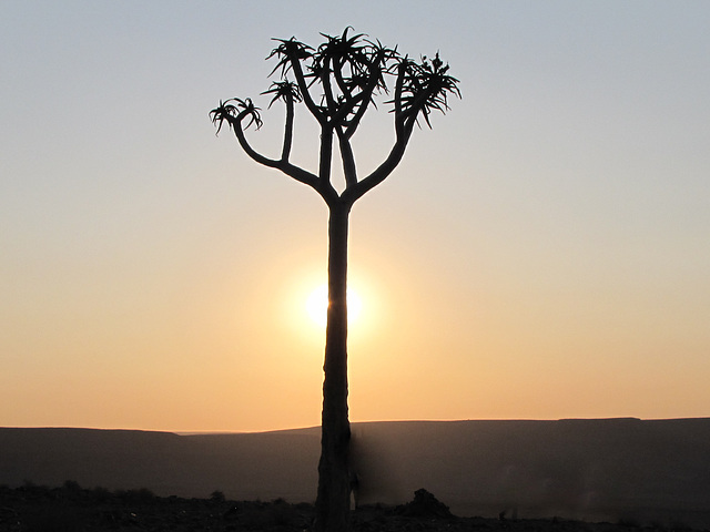 Afrique Australe 2010 - A 245Cache-cache avec un aloès