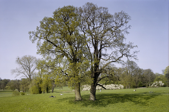 06-baum-22-04-2018