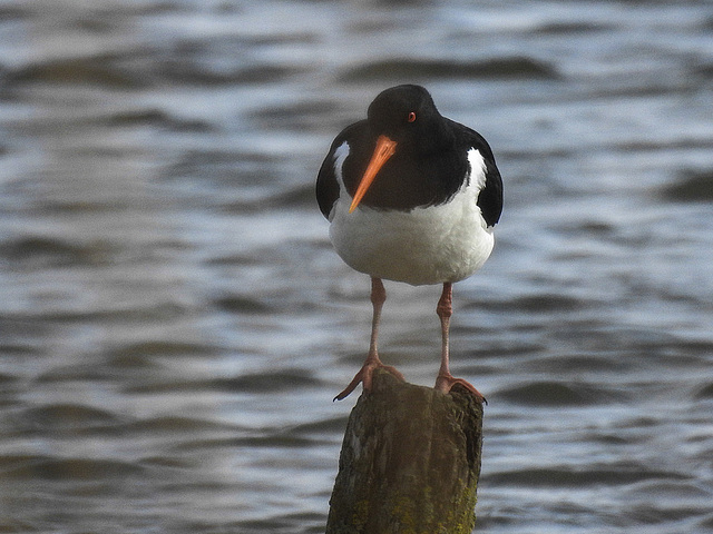 20180403 3359CPw [D~AUR] Austernfischer, Leybuchtsiel, Greetsiel