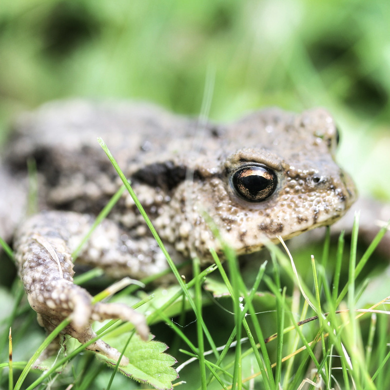 toad 3