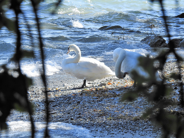 Schwäne am Bodensee