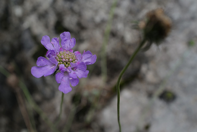 Scabiosa columbaria, Picos de Europa