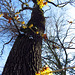 Witch-hazels (Hamamelis) in front of a large tree.