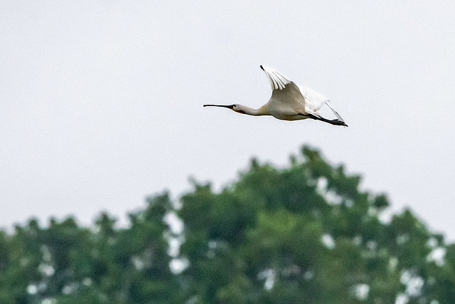 Spoonbill in flight