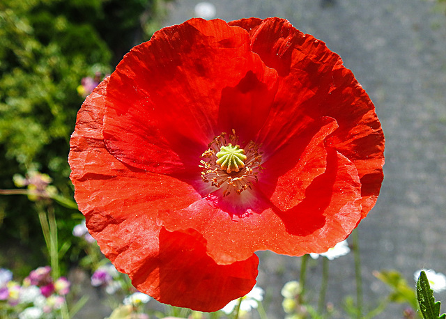 20220603 1211CPw [D~LIP] Kaltsch-Mohn (Papaver rhoeas), Balkonblumen, Bad Salzuflen