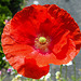 20220603 1211CPw [D~LIP] Kaltsch-Mohn (Papaver rhoeas), Balkonblumen, Bad Salzuflen