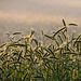 Kornfeld im Nebel