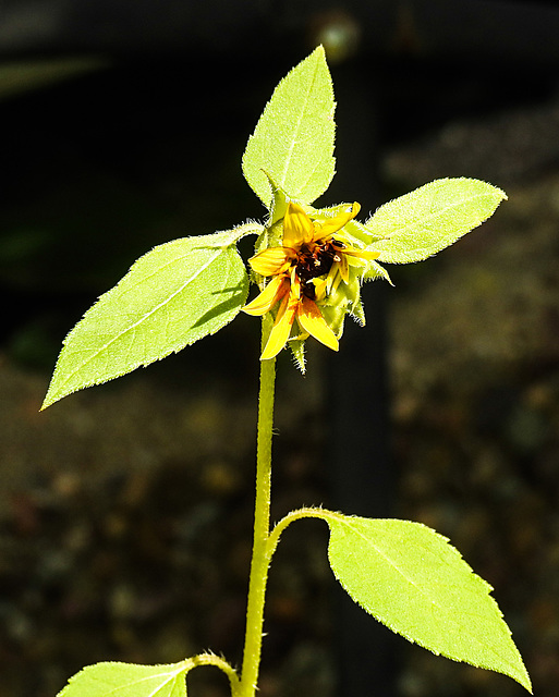 20230716 2104CPw [D~LIP] Sonnenblume (Helianthus annuus), Bad Salzuflen