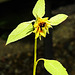 20230716 2104CPw [D~LIP] Sonnenblume (Helianthus annuus), Bad Salzuflen