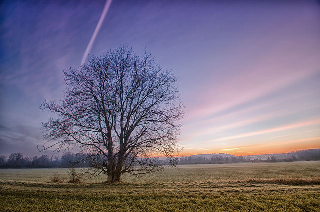 arbre seul