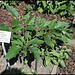 Datura tatula