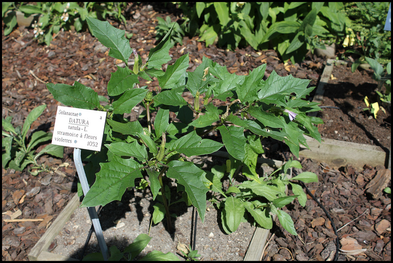 Datura tatula