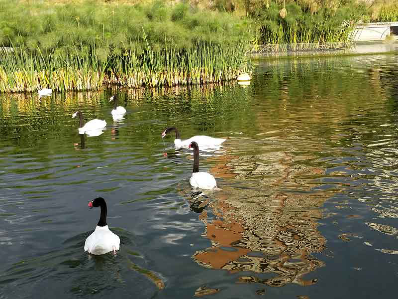 REFLEJOS...