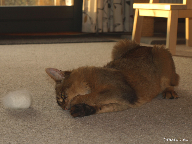 Rags playing with bunny tail