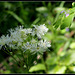 Thalictrum aquilegifolium 'Alba' (3)