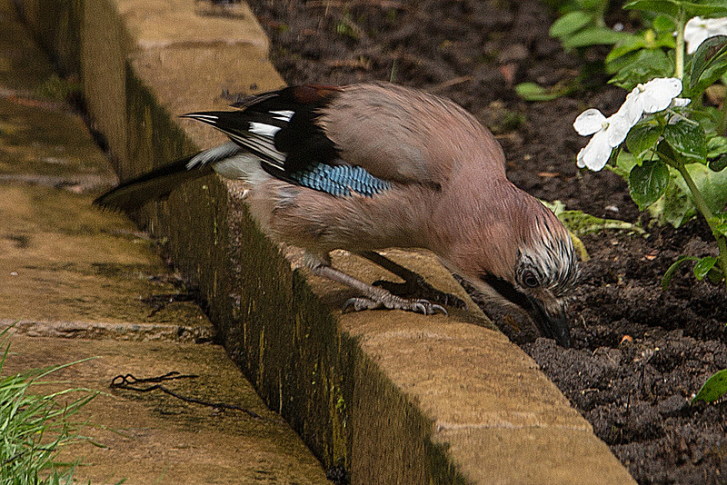 20160613 1882VRAw [D~LIP] Eichelhäher (Garrulus glandarius), Bad Salzuflen