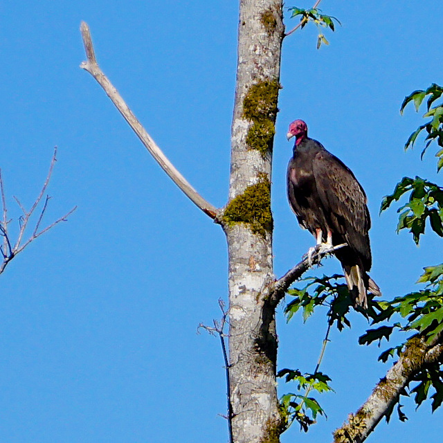 Turkey Vulture