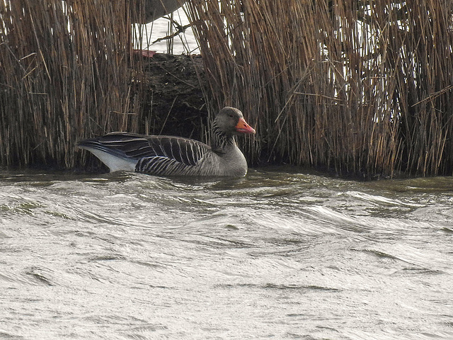 20180403 3360CPw [D~AUR] Graugans, Leybuchtsiel, Greetsiel