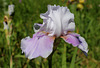 Iris 'Epée violette'