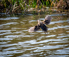 Water rail