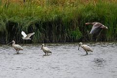 Three spoonbill, a little egret and a greylag goose