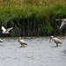 Three spoonbill, a little egret and a greylag goose