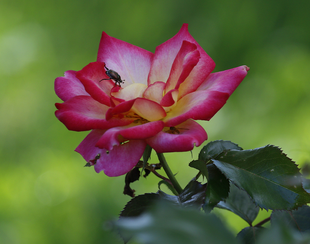 bon dimanche / happy sunday