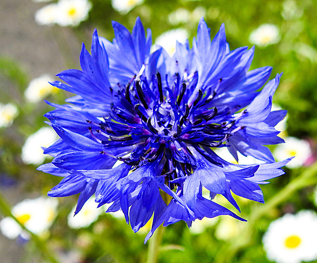 20220603 1212CPw [D~LIP] Kornblume (Centaurea cyanus), Balkonblumen, Bad Salzuflen