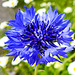 20220603 1212CPw [D~LIP] Kornblume (Centaurea cyanus), Balkonblumen, Bad Salzuflen