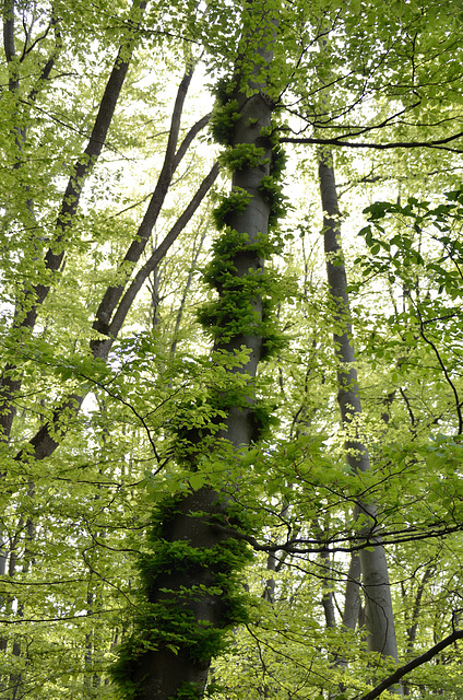 Maibaum