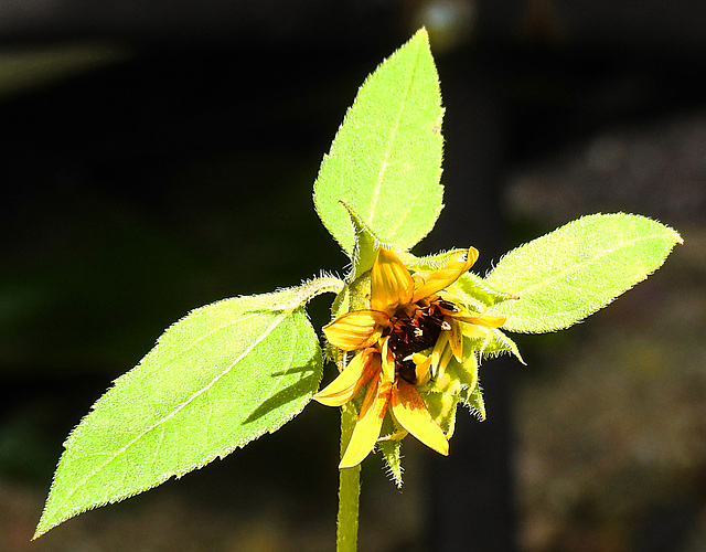 20230716 2105CPw [D~LIP] Sonnenblume (Helianthus annuus), Bad Salzuflen