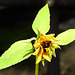 20230716 2105CPw [D~LIP] Sonnenblume (Helianthus annuus), Bad Salzuflen