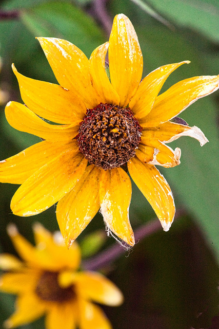 yellow, with cobwebs