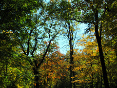 Fall Canopy